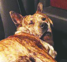 A picture shared on Sunset Manor’s Facebook page on Tuesday, Oct. 17, is of the dog suspected of allegedly biting the six-year-old girl. The picture was taken prior to incident.